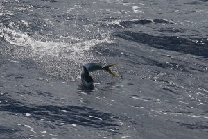 FIJ_0110 close-up (800x535)